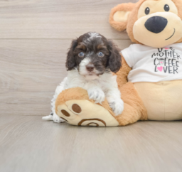 5 week old Cockapoo Puppy For Sale - Pilesgrove Pups
