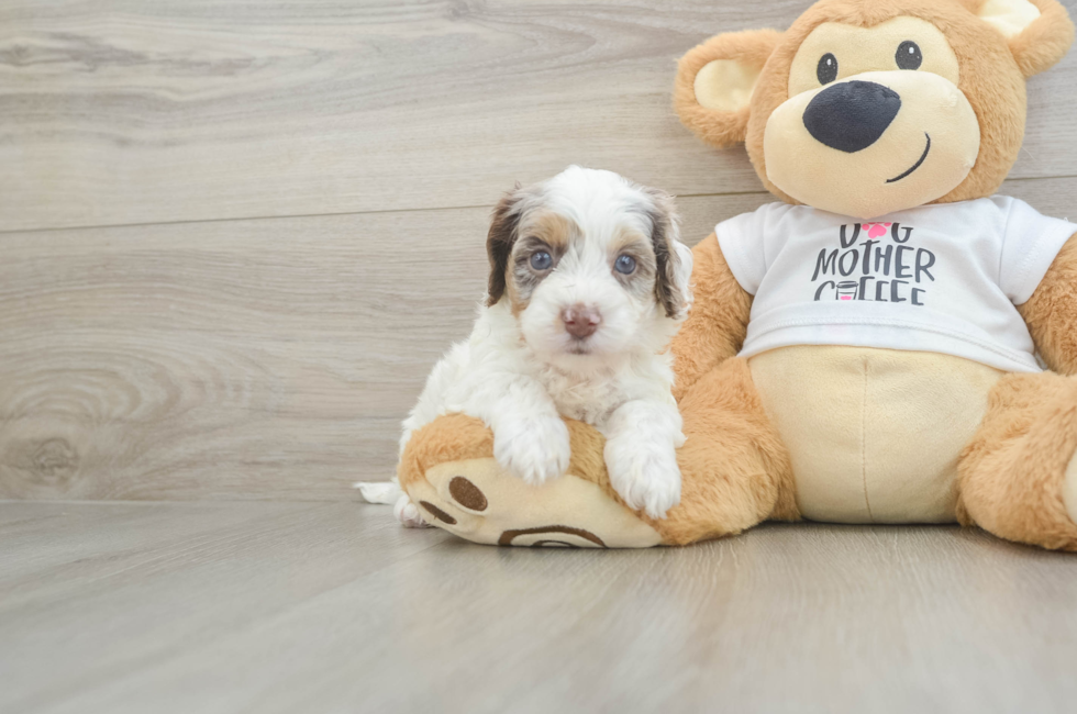 5 week old Cockapoo Puppy For Sale - Pilesgrove Pups