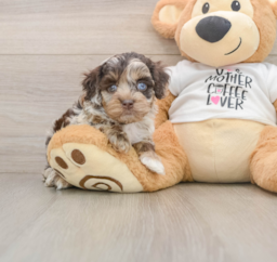 5 week old Cockapoo Puppy For Sale - Pilesgrove Pups