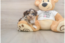 Sweet Cockapoo Baby