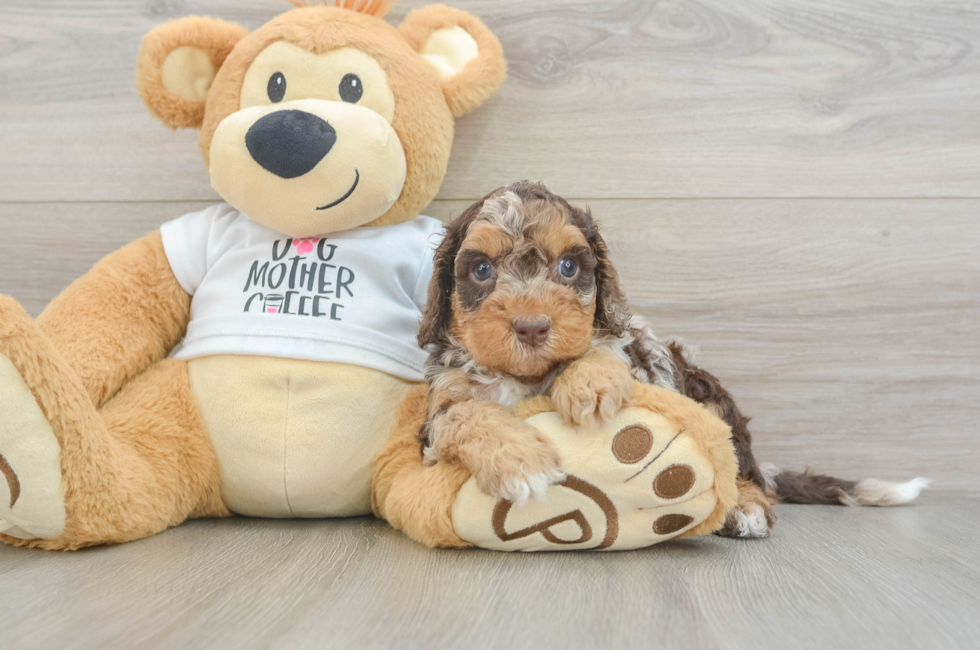 5 week old Cockapoo Puppy For Sale - Pilesgrove Pups