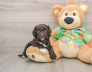 6 week old Cockapoo Puppy For Sale - Pilesgrove Pups