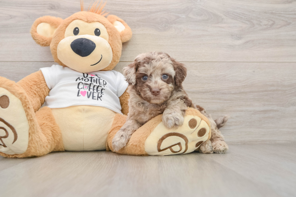 Best Cockapoo Baby