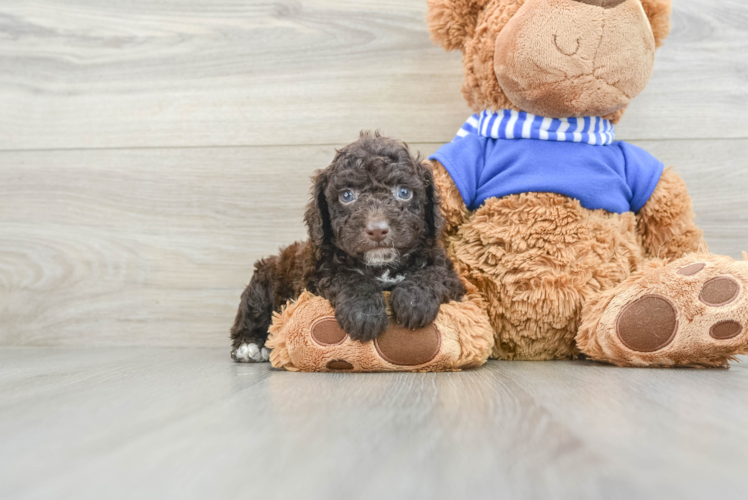 Cockapoo Pup Being Cute