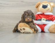 6 week old Cockapoo Puppy For Sale - Pilesgrove Pups