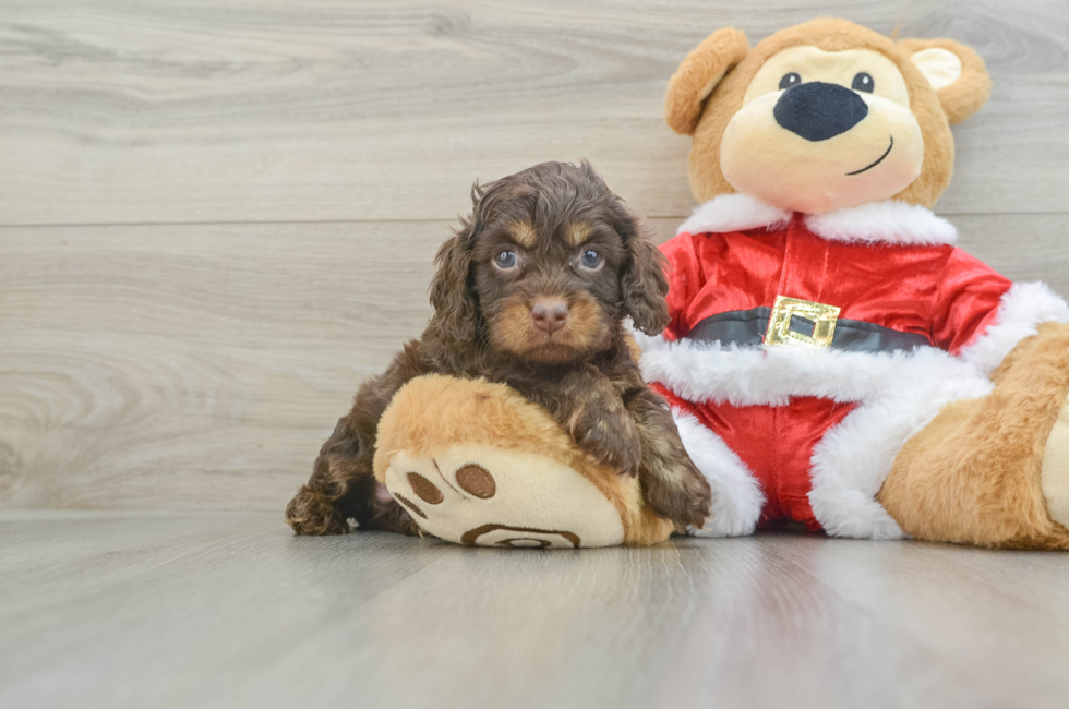 6 week old Cockapoo Puppy For Sale - Pilesgrove Pups