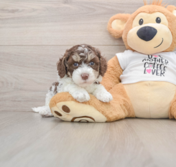 8 week old Cockapoo Puppy For Sale - Pilesgrove Pups