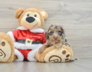 6 week old Cockapoo Puppy For Sale - Pilesgrove Pups