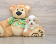 5 week old Cockapoo Puppy For Sale - Pilesgrove Pups