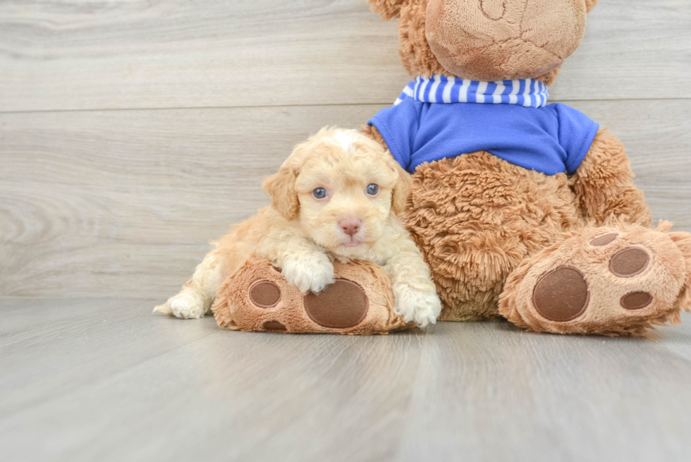 Cockapoo Pup Being Cute