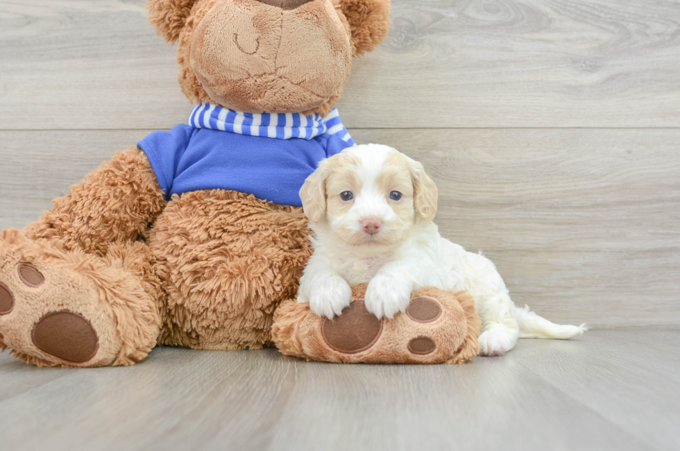 6 week old Cockapoo Puppy For Sale - Pilesgrove Pups