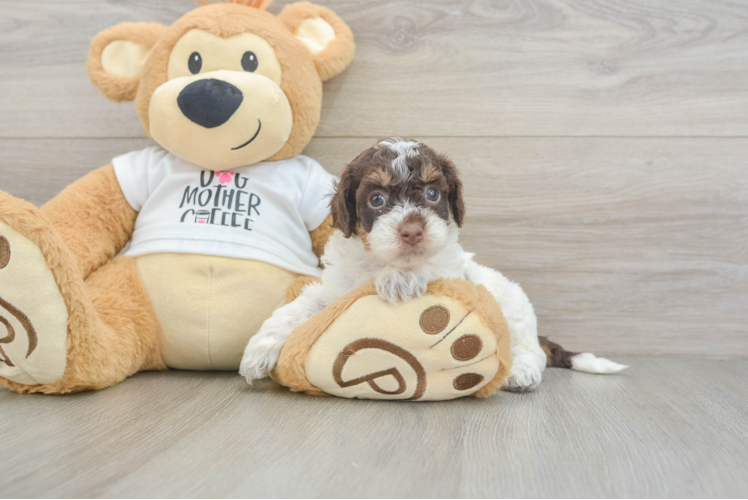 Petite Cockapoo Poodle Mix Pup