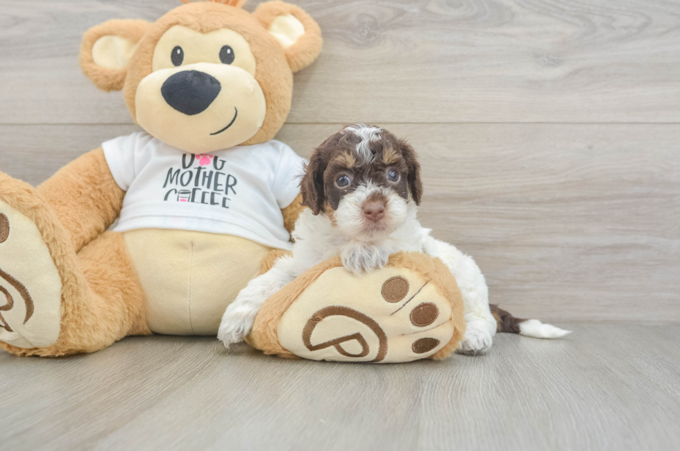 5 week old Cockapoo Puppy For Sale - Pilesgrove Pups