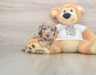 5 week old Cockapoo Puppy For Sale - Pilesgrove Pups
