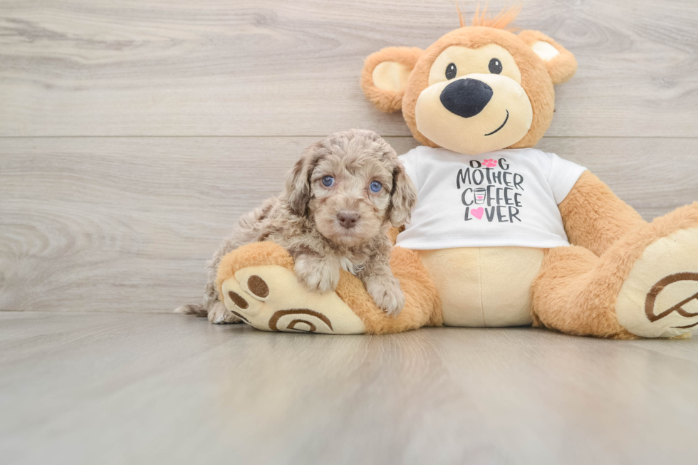 Energetic Cocker Doodle Poodle Mix Puppy