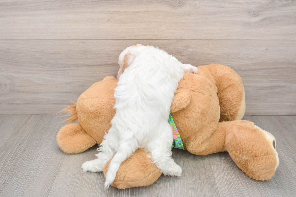 Cockapoo Puppy for Adoption