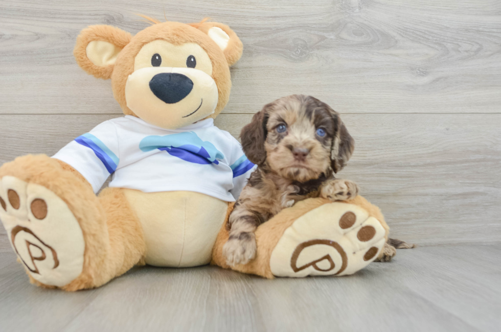 5 week old Cockapoo Puppy For Sale - Pilesgrove Pups