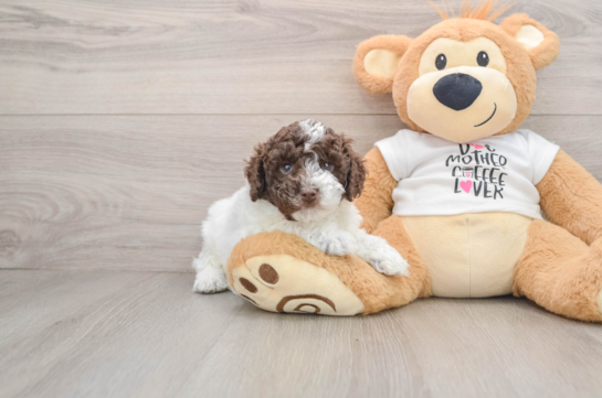 Little Cocker Doodle Poodle Mix Puppy
