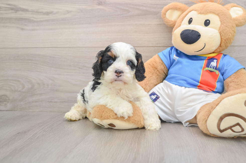 Best Cockapoo Baby