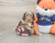8 week old Cockapoo Puppy For Sale - Pilesgrove Pups