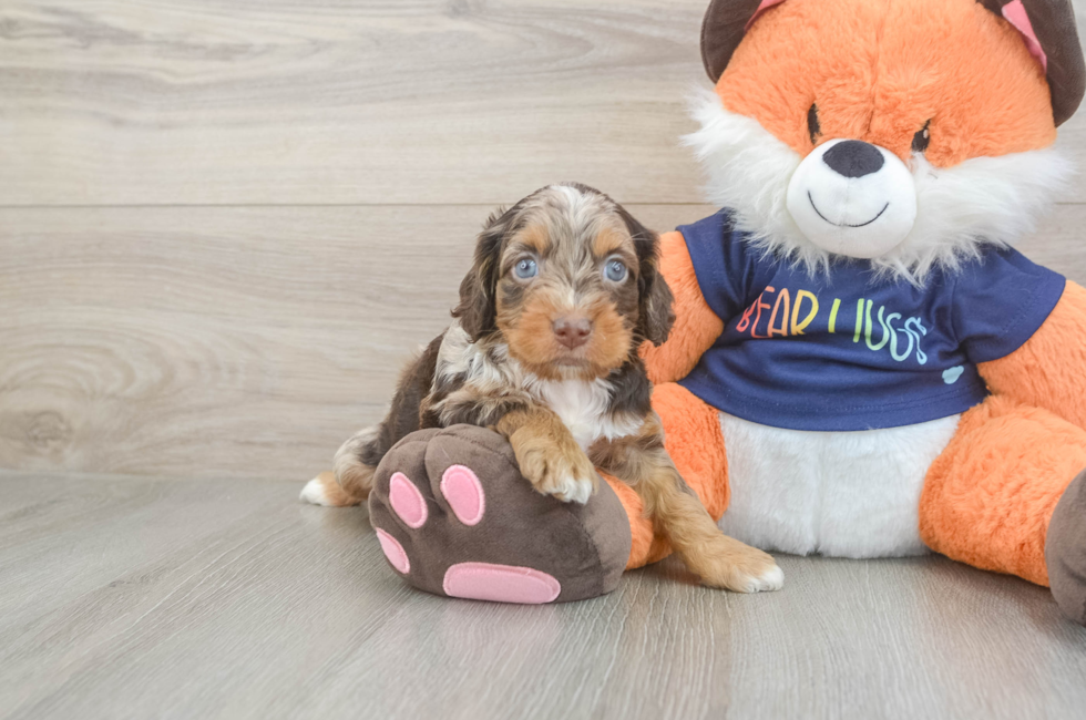 5 week old Cockapoo Puppy For Sale - Pilesgrove Pups