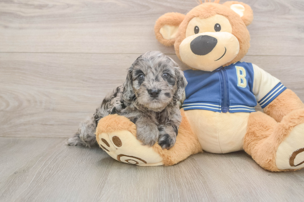 5 week old Cockapoo Puppy For Sale - Pilesgrove Pups
