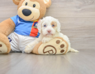 5 week old Cockapoo Puppy For Sale - Pilesgrove Pups