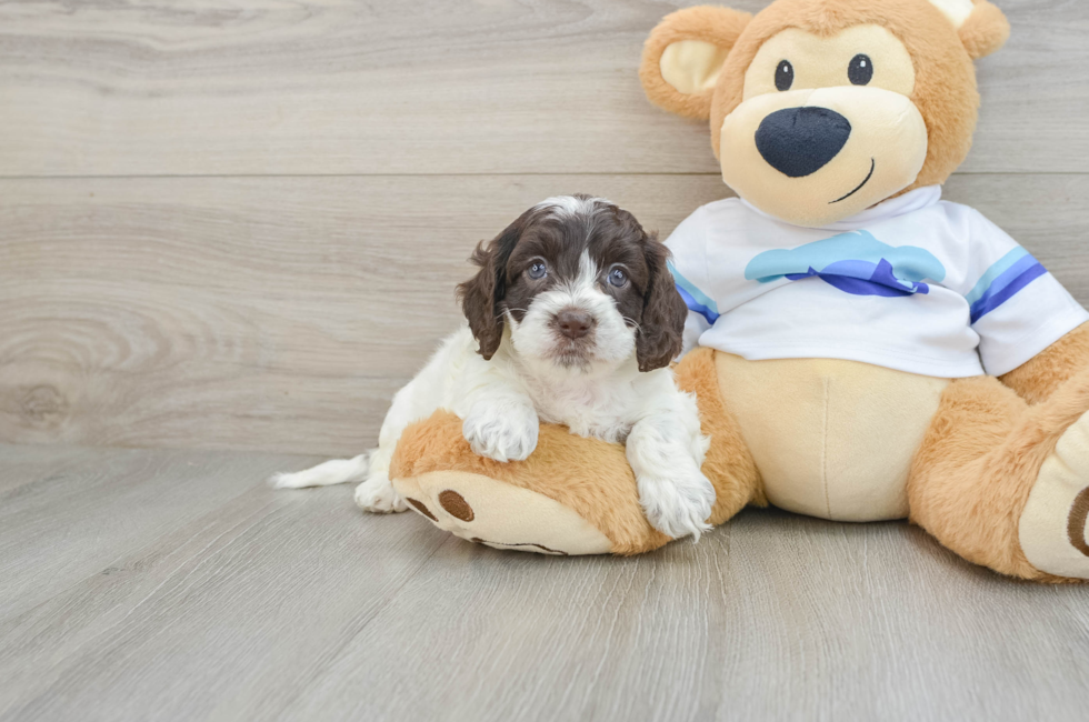 5 week old Cockapoo Puppy For Sale - Pilesgrove Pups