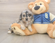 6 week old Cockapoo Puppy For Sale - Pilesgrove Pups