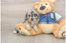 Petite Cockapoo Poodle Mix Pup