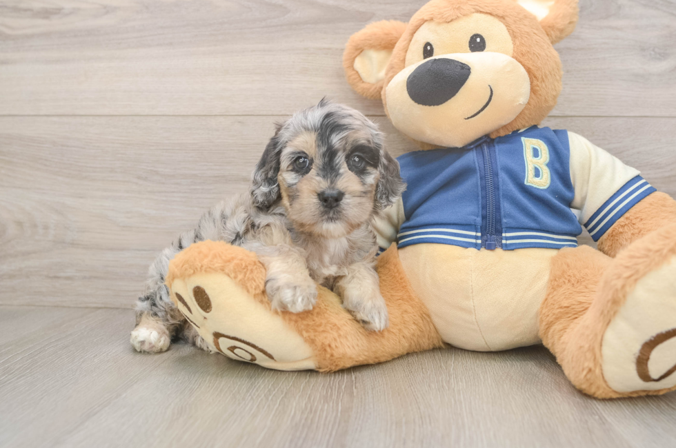 5 week old Cockapoo Puppy For Sale - Pilesgrove Pups