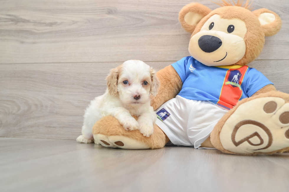 Cockapoo Puppy for Adoption