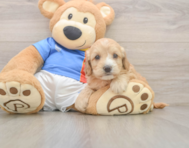 8 week old Cockapoo Puppy For Sale - Pilesgrove Pups