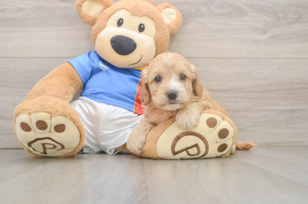 5 week old Cockapoo Puppy For Sale - Pilesgrove Pups