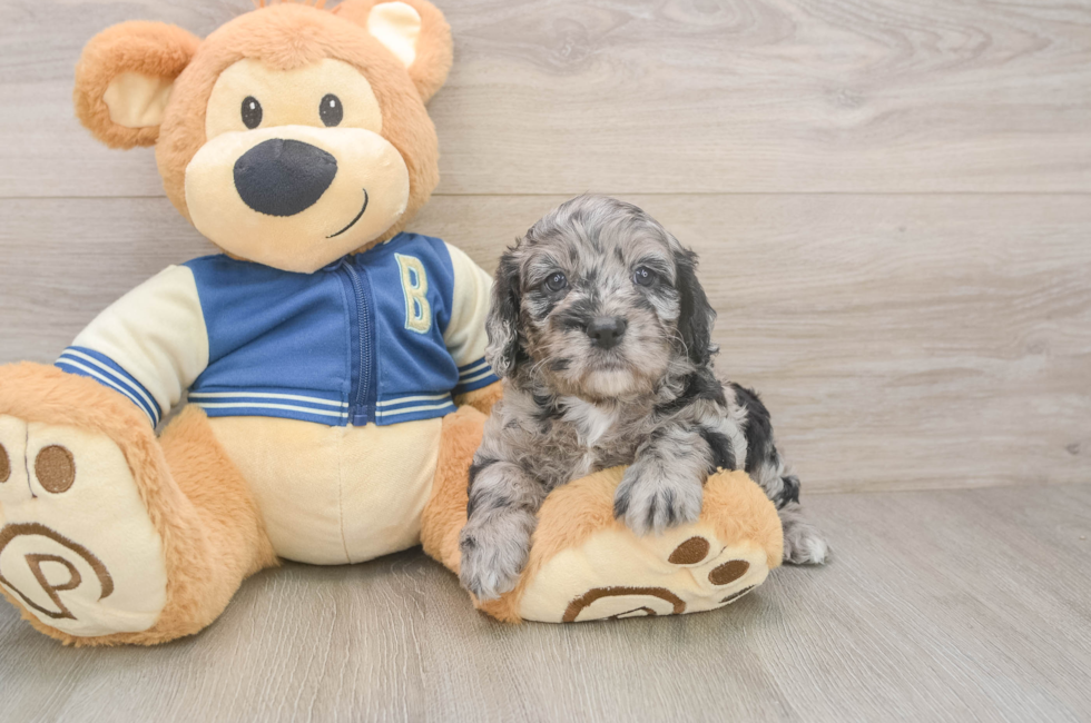 5 week old Cockapoo Puppy For Sale - Pilesgrove Pups