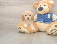 6 week old Cockapoo Puppy For Sale - Pilesgrove Pups