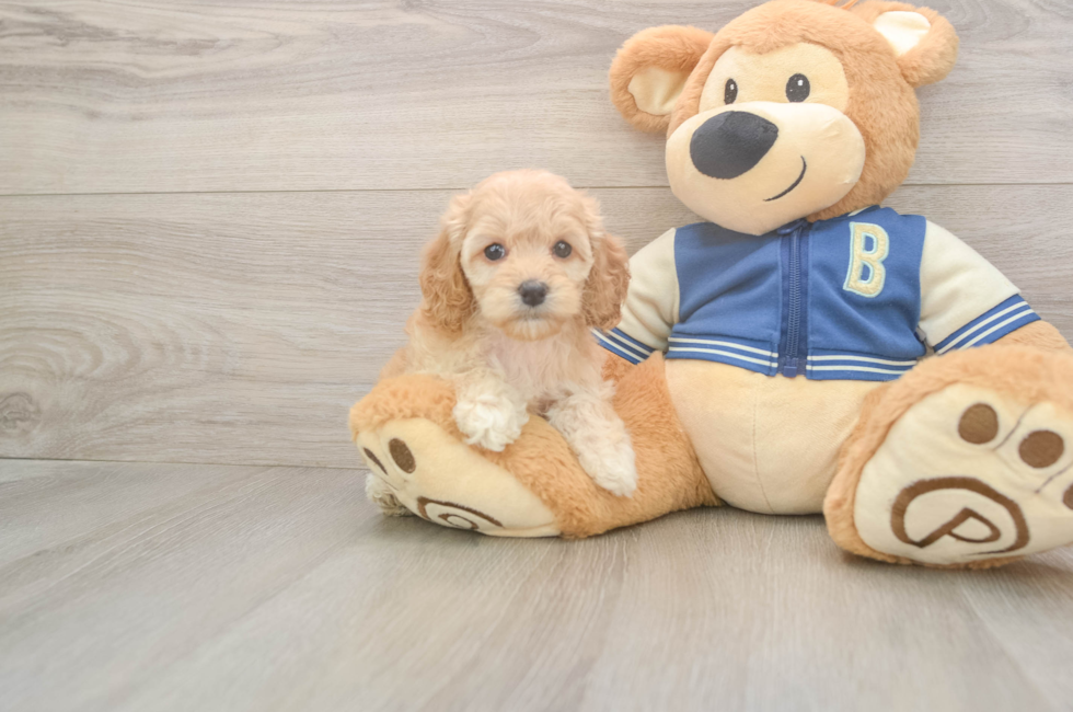 5 week old Cockapoo Puppy For Sale - Pilesgrove Pups