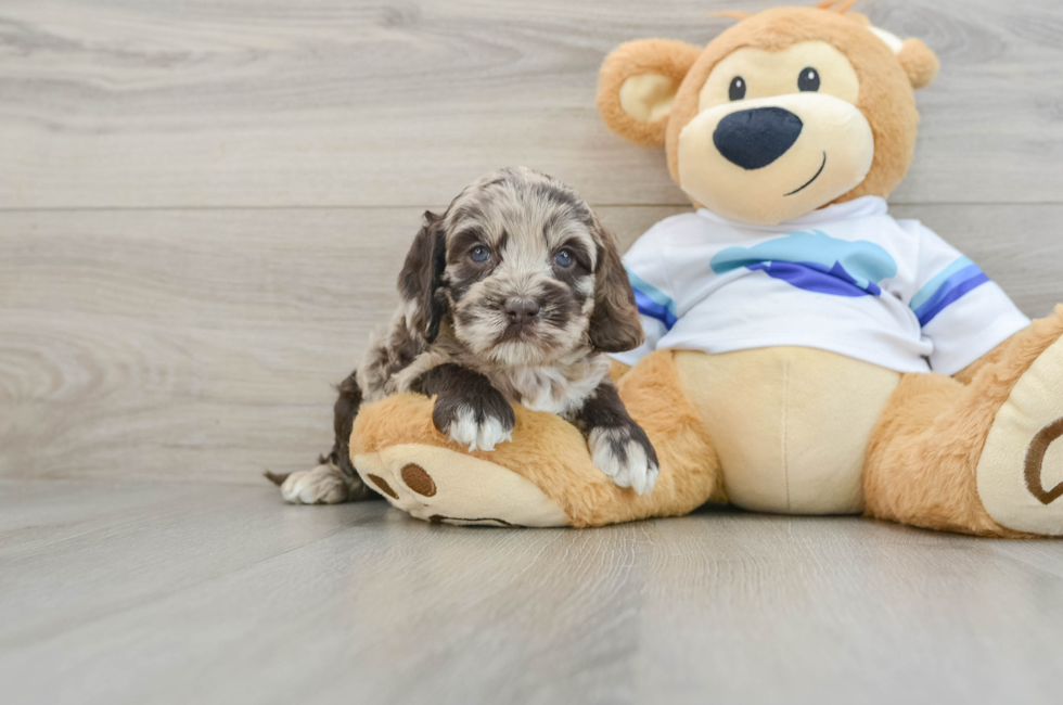 5 week old Cockapoo Puppy For Sale - Pilesgrove Pups