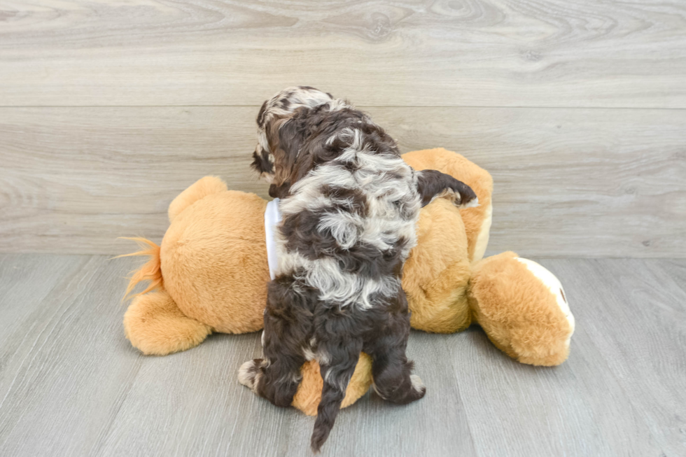 Cockapoo Pup Being Cute