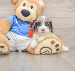 8 week old Cockapoo Puppy For Sale - Pilesgrove Pups