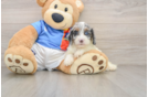 Cockapoo Pup Being Cute