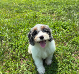 11 week old Cockapoo Puppy For Sale - Pilesgrove Pups