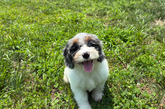 Cute Cockapoo Baby