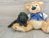 6 week old Cockapoo Puppy For Sale - Pilesgrove Pups