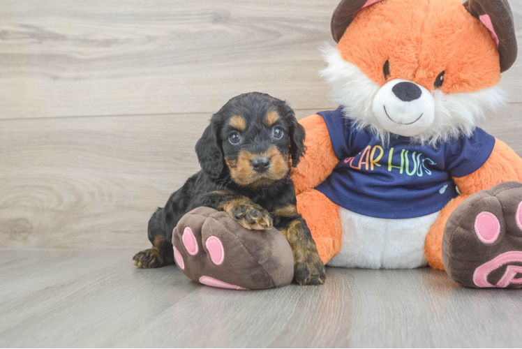 Sweet Cockapoo Baby