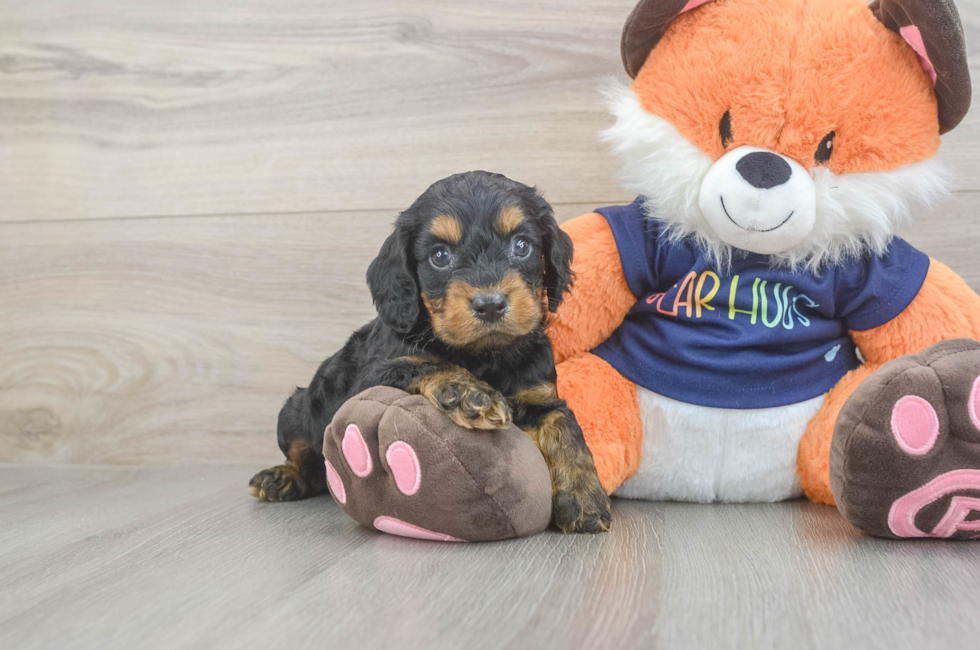 5 week old Cockapoo Puppy For Sale - Pilesgrove Pups