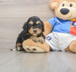 9 week old Cockapoo Puppy For Sale - Pilesgrove Pups