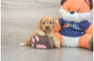 Adorable Cocker Doodle Poodle Mix Puppy
