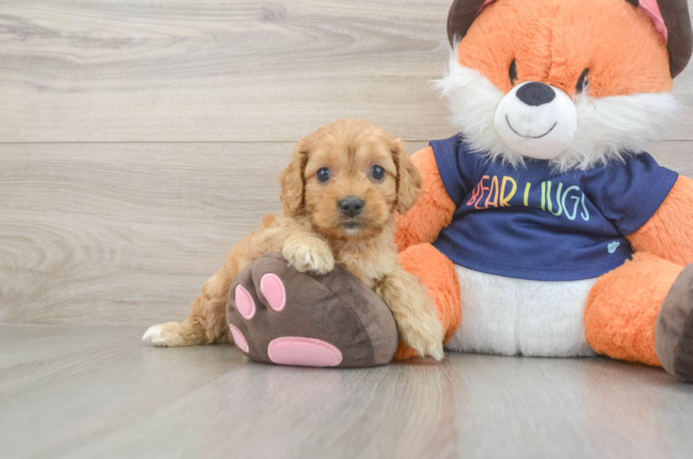 5 week old Cockapoo Puppy For Sale - Pilesgrove Pups