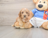 8 week old Cockapoo Puppy For Sale - Pilesgrove Pups